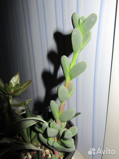 Delosperma lehmannii (делосперма лахмани)