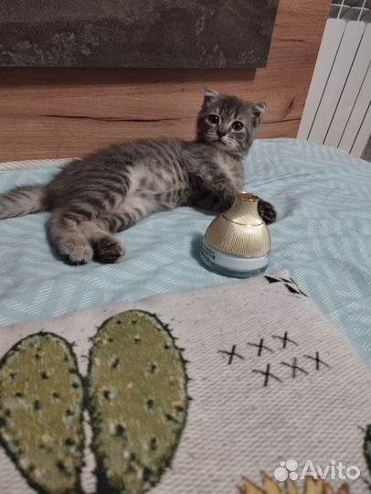Шотландский вислоухий котёнок