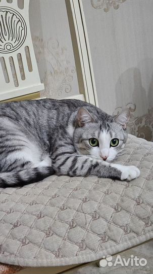 Кошка
