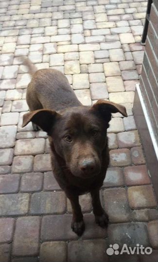 Милый пёсик