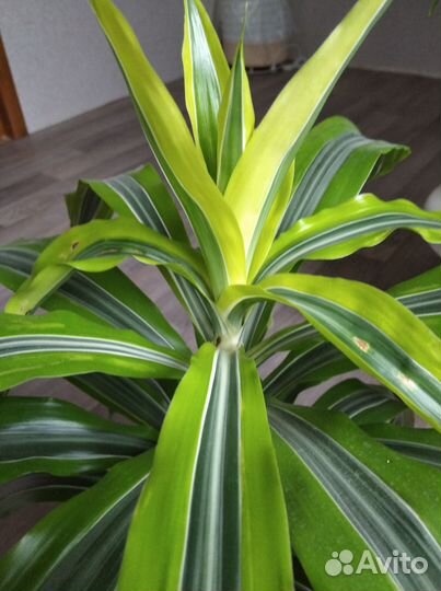 Комнатные растения, драцена, фикус