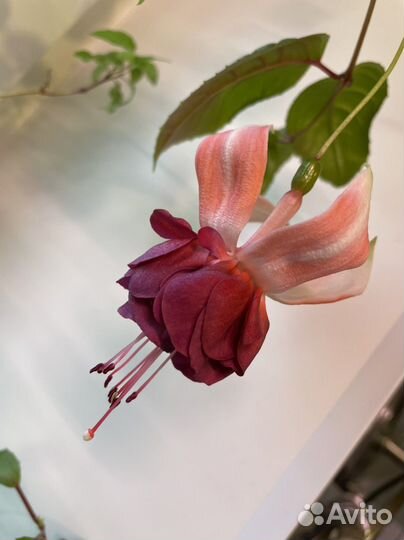 Фуксия Kasteel Van Love