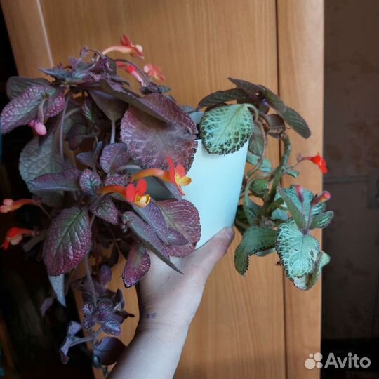 Сингониум,эписция,филодендрон