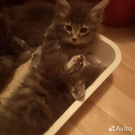 Котята в хорошие руки