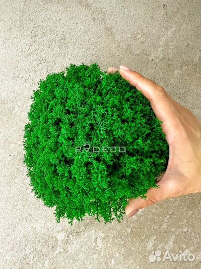 Стабилизированный мох ягель папоротник ковер