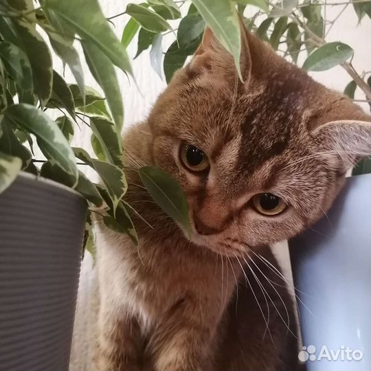 Кошка британская шиншилла