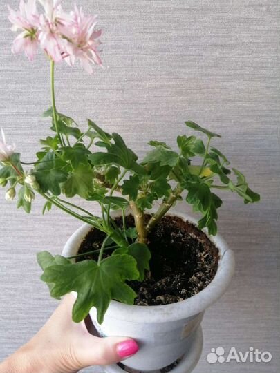 Пеларгония Richard Hodgson