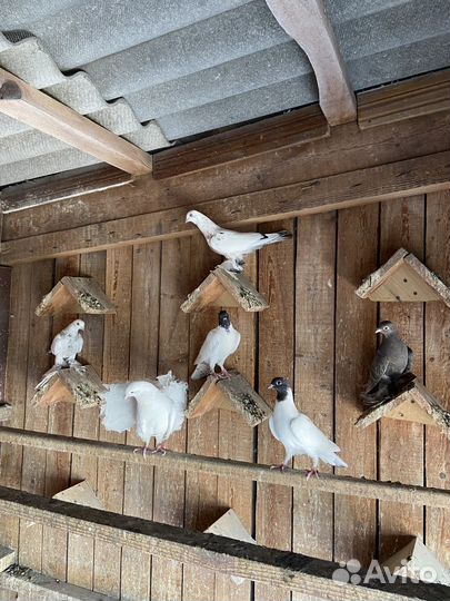 Продажа голубей