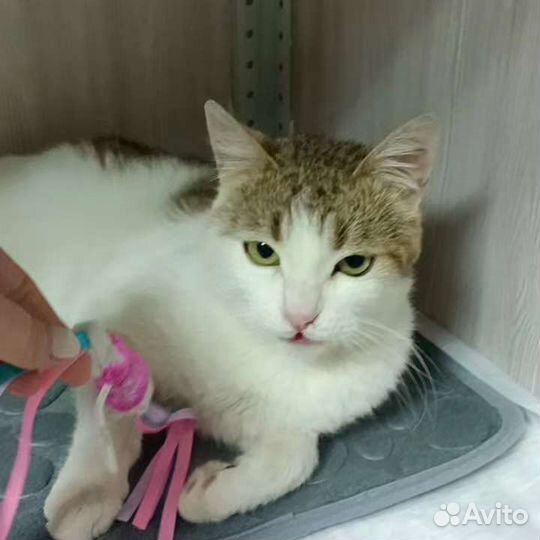 Котик в добрые руки