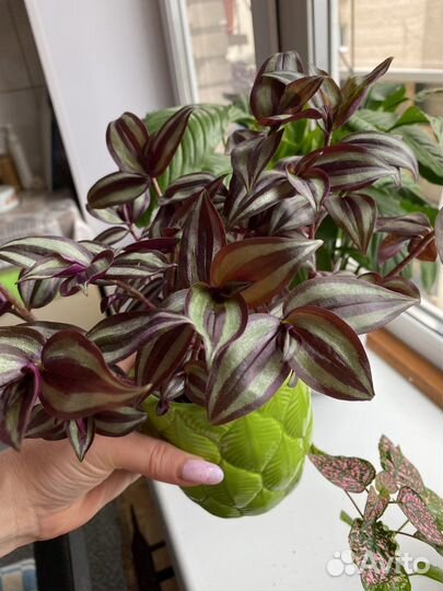 Традесканция зебрина