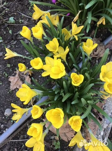 Штернбергия (Крокусы осенние)