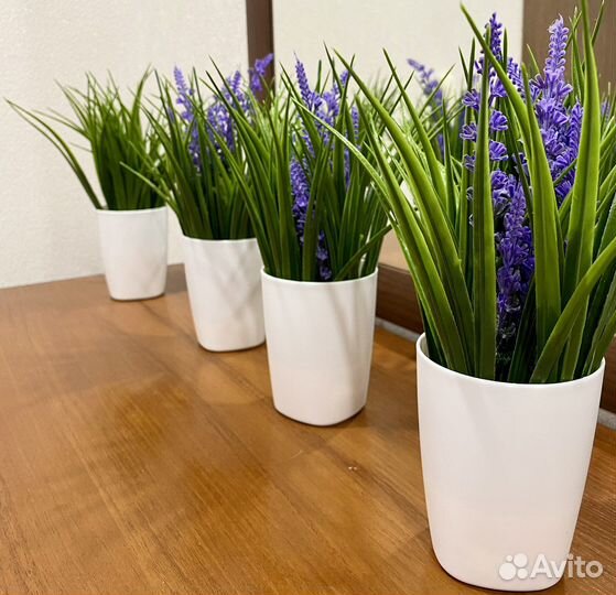 Лаванда в горшке