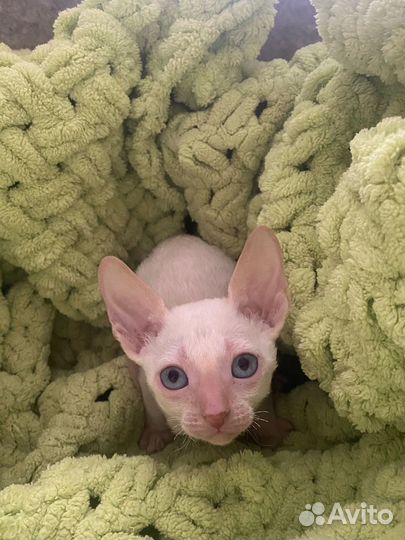 Котята корниш-рекс