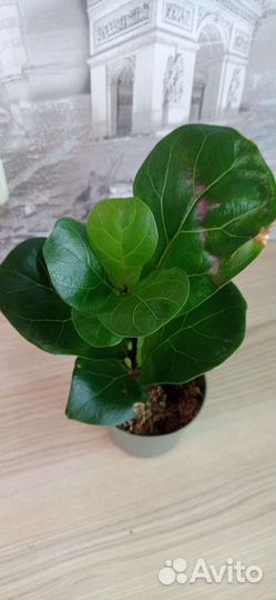 Фикус лирата бамбино