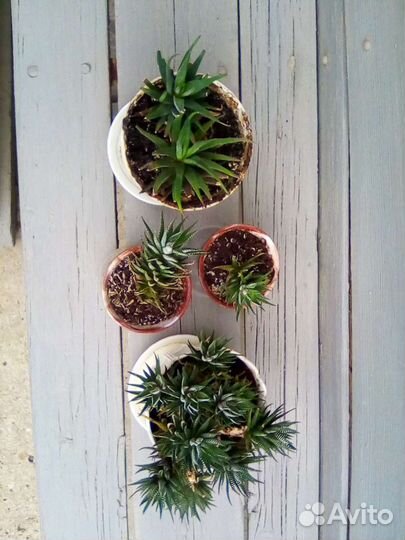 Комнатные растения