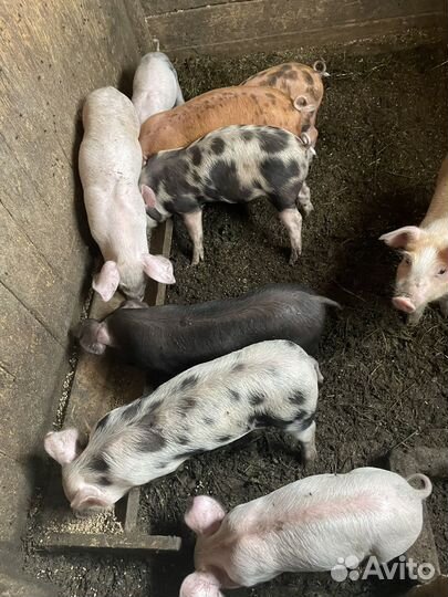 Поросята
