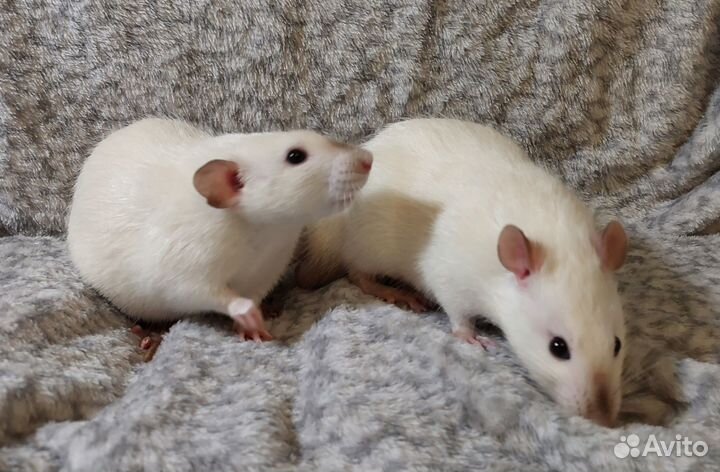 Крысята дамбо сиам
