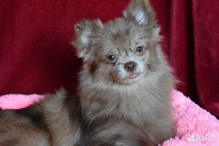 Шпиц - девочка 6 мес нарядного окраса