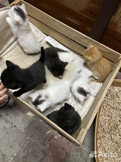 Котята в добрые руки даром