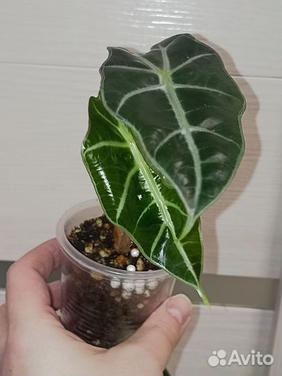 Алоказия Полли