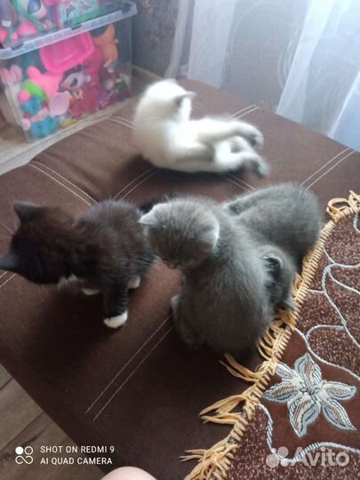 Кошка