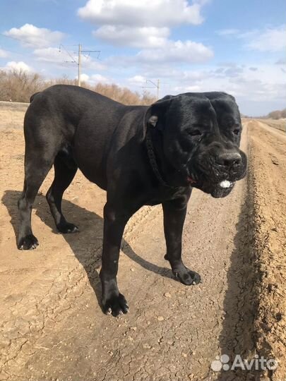 Кобель вязка Кане Корсо