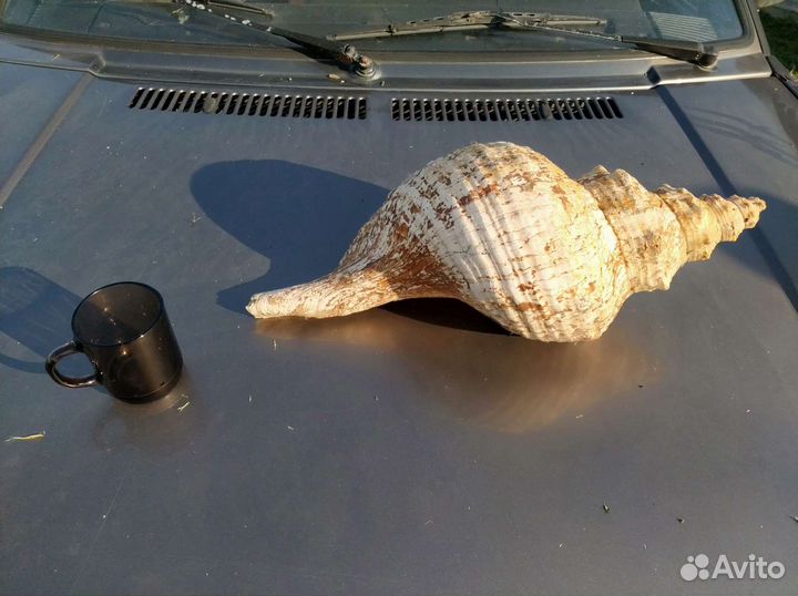 Большая морская раковина