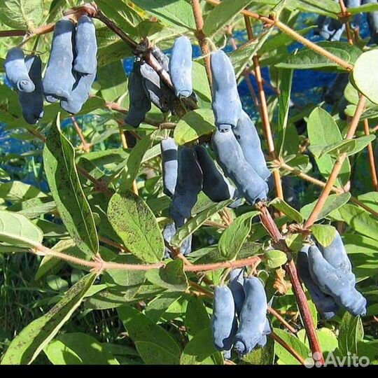 Жимолость крупная саженцы без горечи