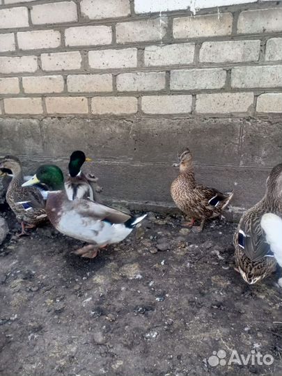 Подсадные утки