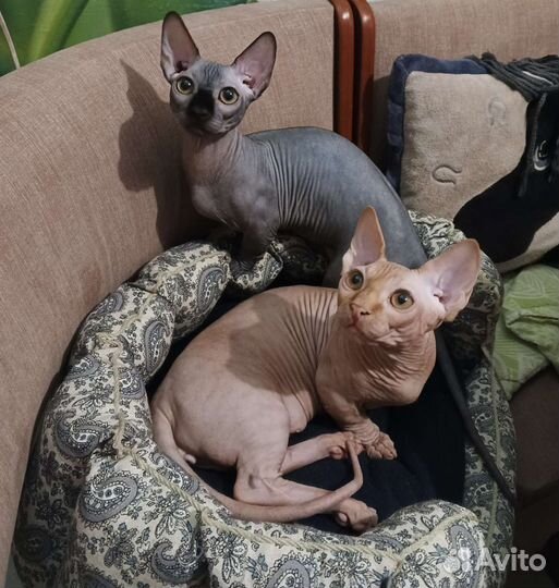 Котик бамбино