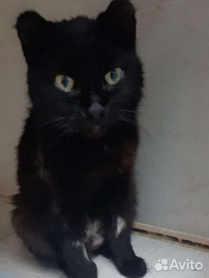 Кошки в добрые руки