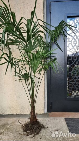 Пальма трахикарпус