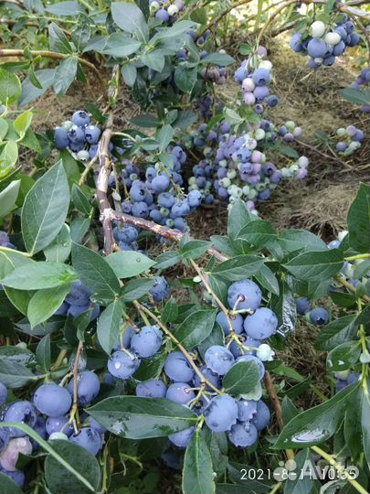 Саженцы голубики