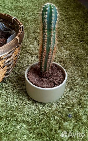 Кактусы и суккуленты