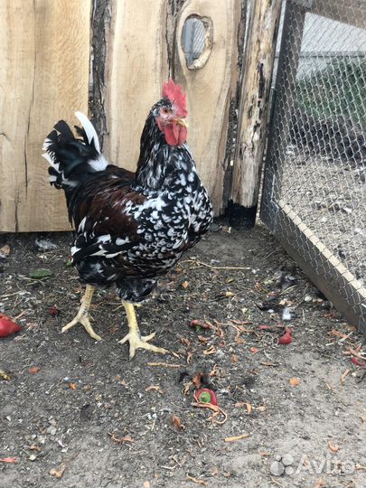 Молодые петухи