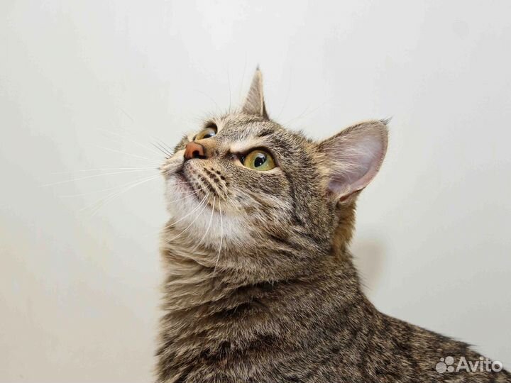 Прекрасная девочка Леся ищет передержку или дом