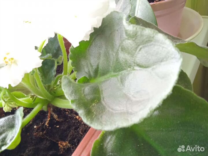 Лист Фиалки на разведение