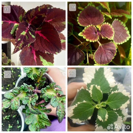 Колеусы вегетативные