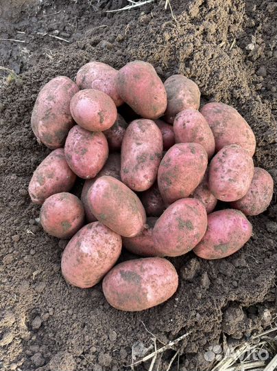 Картофель аван. Картофель алтайский край. Картофель алтайский край. Картофель семенной коломбо. Алтайская картошка.