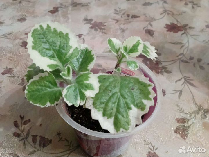 Комнатная мята