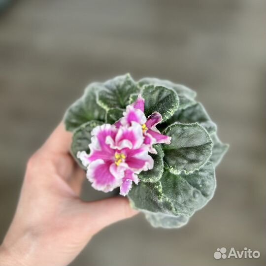 Фиалка цветущая, ват- Амазонка, пестролистник