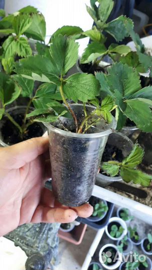 Рассада клубники Даренка в стаканчиках