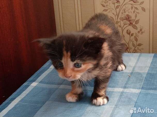 Кошка в дар