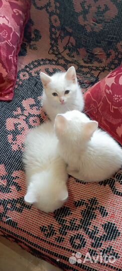 Милые котята в добрые руки