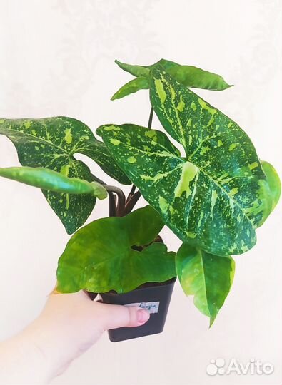 Сингониумы сортовые