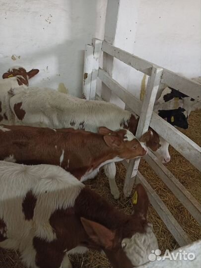 Молодняк крс