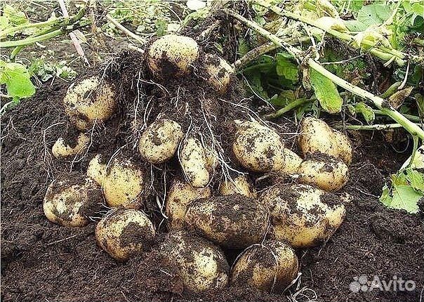 Биогумус (вермикомпост)