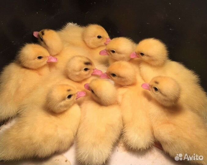 Бройлерные индоутята Тяжёлая линия Франции Гримо