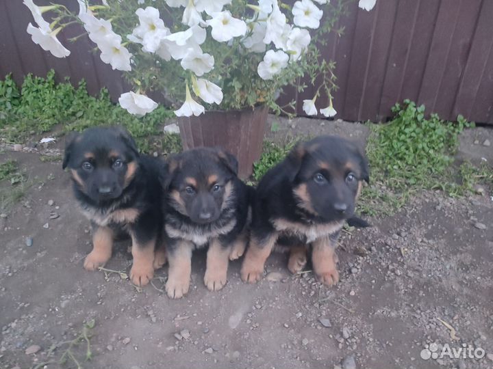 Немецкая овчарка