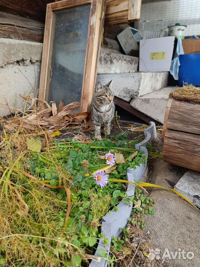 Котик бесплатно